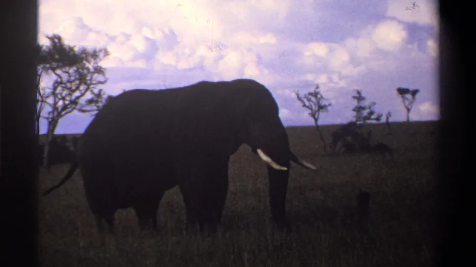 1969 Nigeria home-movie frame showing a side view of a tusked elephant grazing in savanna grass under a cloudy sky.