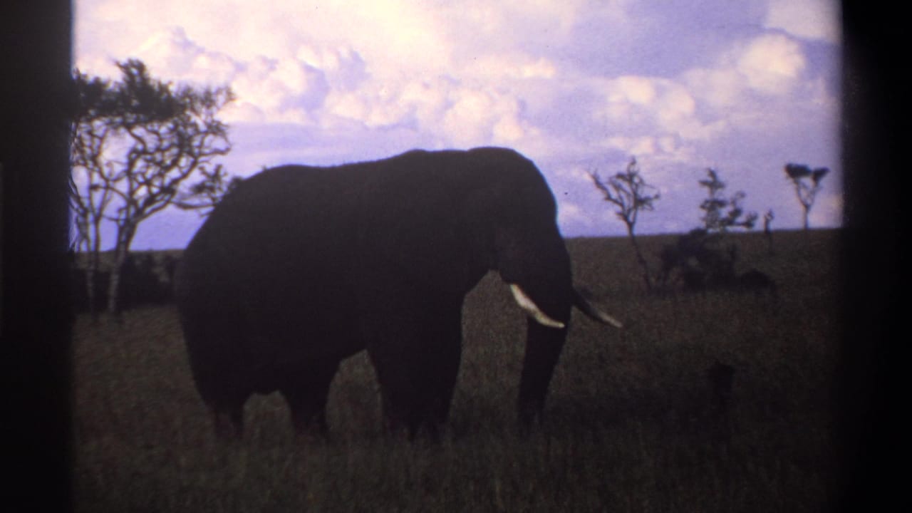 1969 Nigeria 8mm frame showing a tusked elephant in silhouette among tall grass, with sparse trees and clouds behind it.