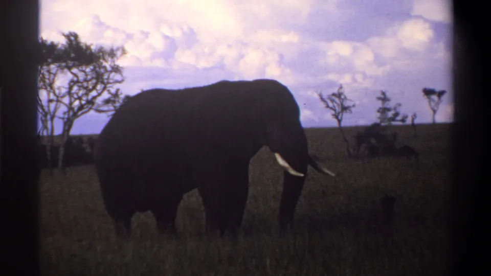 1969 Nigeria 8mm frame showing a tusked elephant in silhouette among tall grass, with sparse trees and clouds behind it.