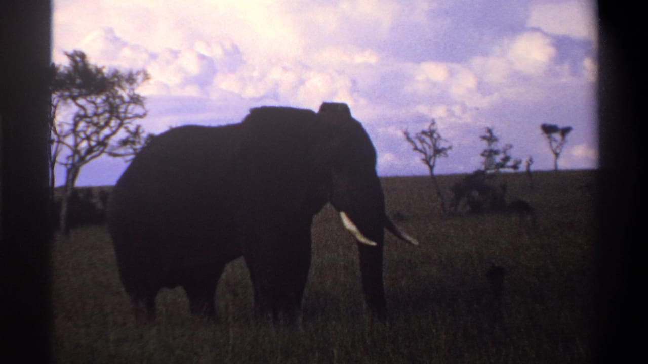 Elephant in profile with tusks visible in grassy open land.