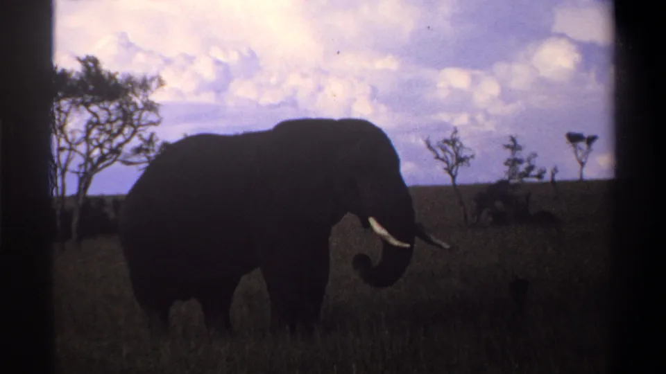 1969 Nigeria 8mm frame showing the elephant with trunk lowered or curled, filmed from a distance in open grassland.