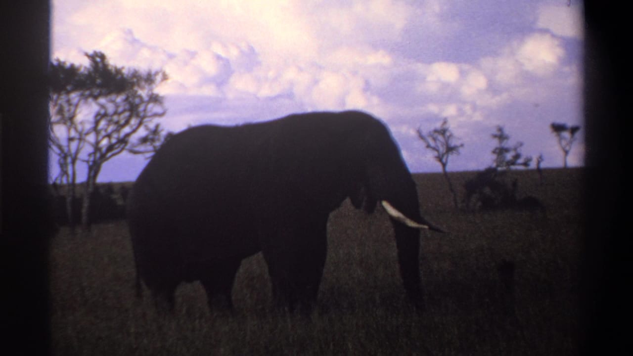 1969 Lagos, Nigeria 8mm frame showing a tusked elephant in tall grass, partly silhouetted against a clouded sky.