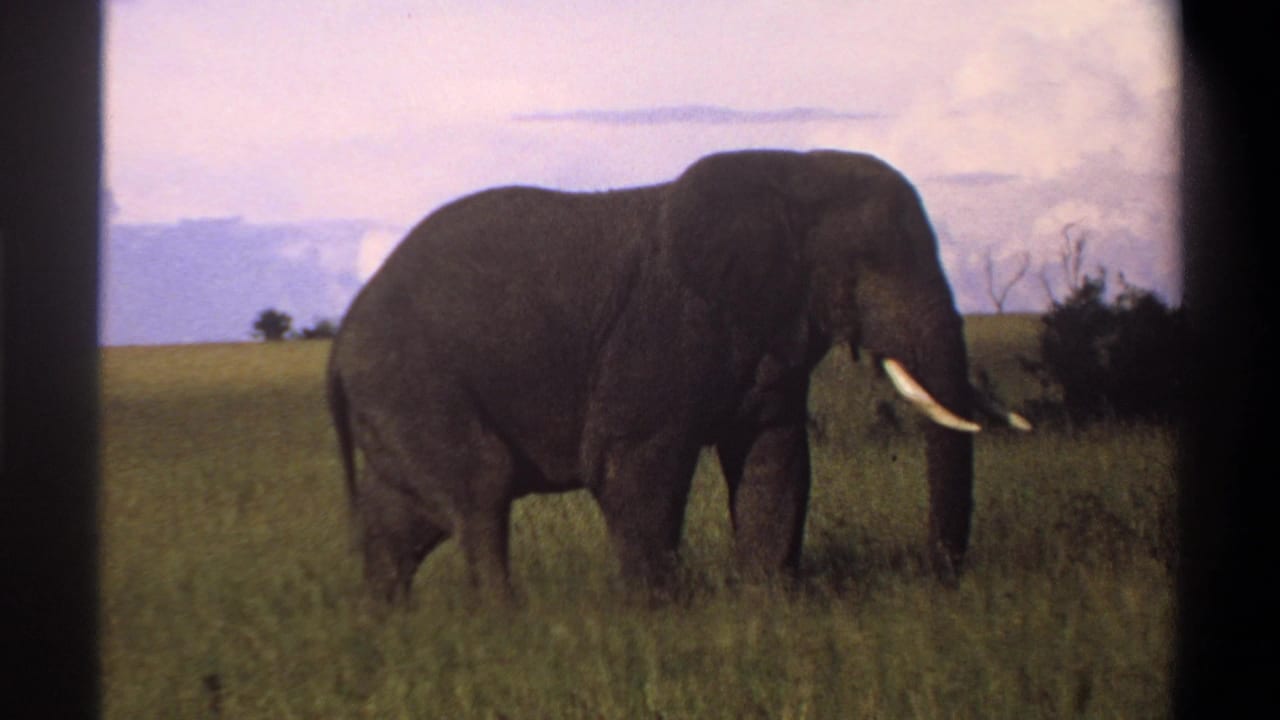 1969 Lagos, Nigeria 8mm frame of a large elephant with visible tusks moving through open green grassland.