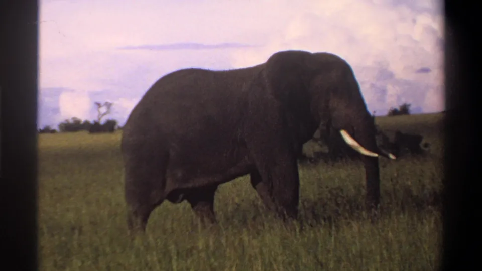 1969 Lagos, Nigeria 8mm frame showing the elephant in side profile with tusks visible in tall grass.