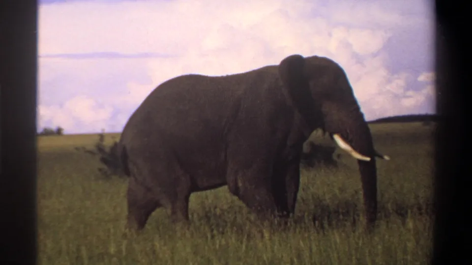 1969 Lagos, Nigeria 8mm frame of a tusked elephant crossing grassland, framed by dark scan borders.