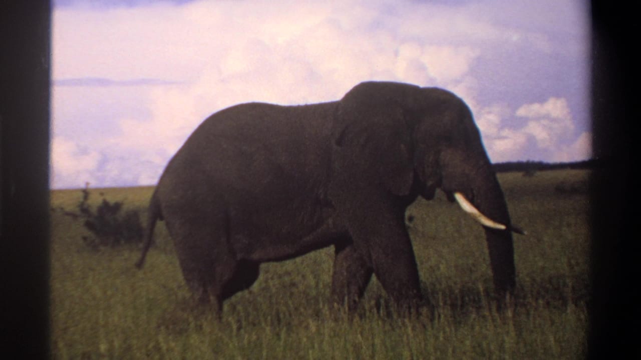 1969 Lagos, Nigeria 8mm frame showing a tusked elephant moving left to right through open grassland under pale clouds.