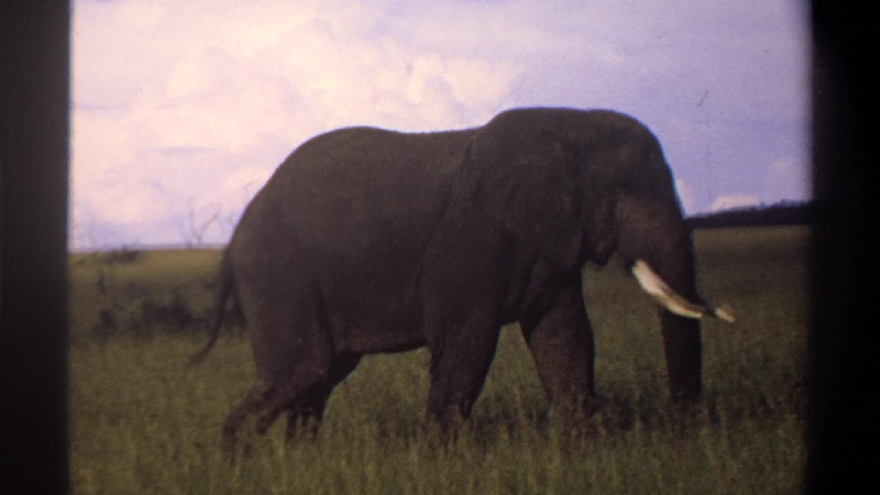 1969 Lagos, Nigeria 8mm frame with an elephant in side profile, white tusks visible, moving through tall grass.