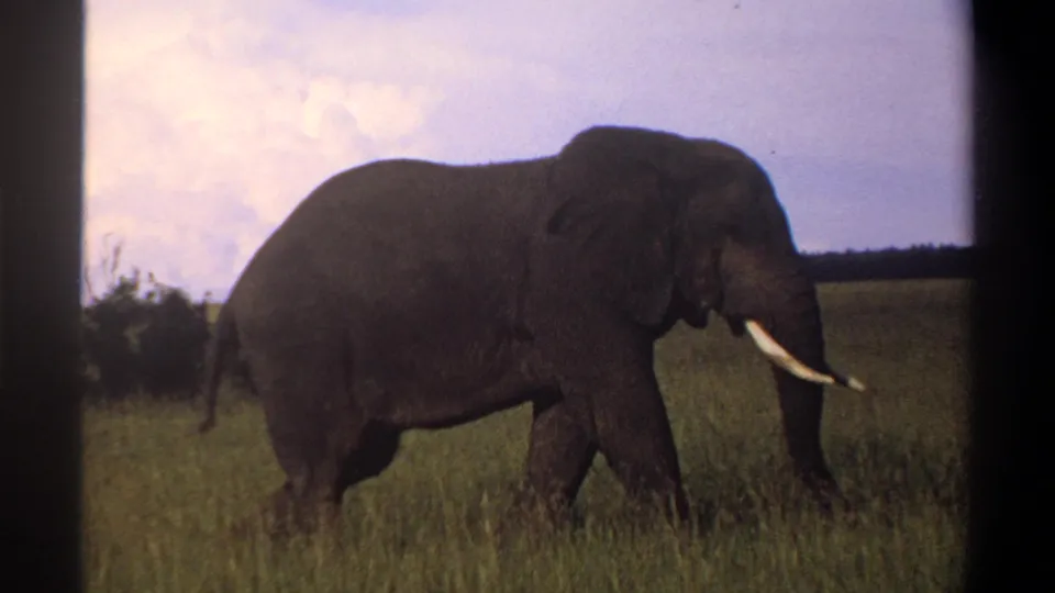 1969 Lagos, Nigeria 8mm frame showing the elephant closer and darker against grassland, with tusks catching the light.