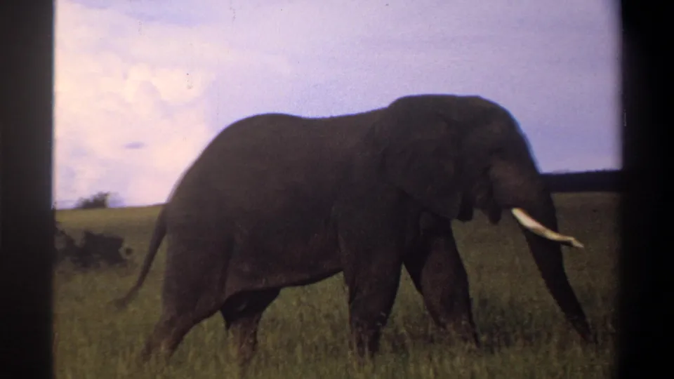 1969 Lagos, Nigeria 8mm frame showing the elephant continuing rightward through grass, framed by dark film borders.
