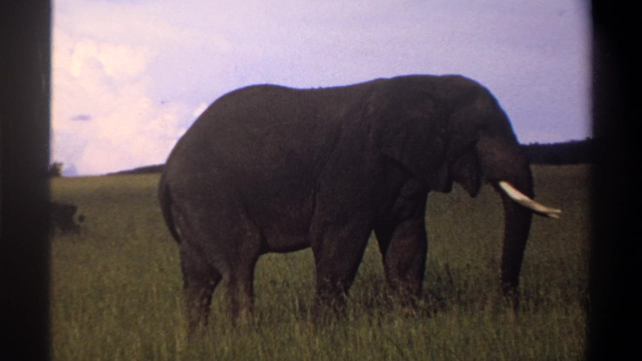 Tusked elephant standing in tall grass beneath a pale sky.