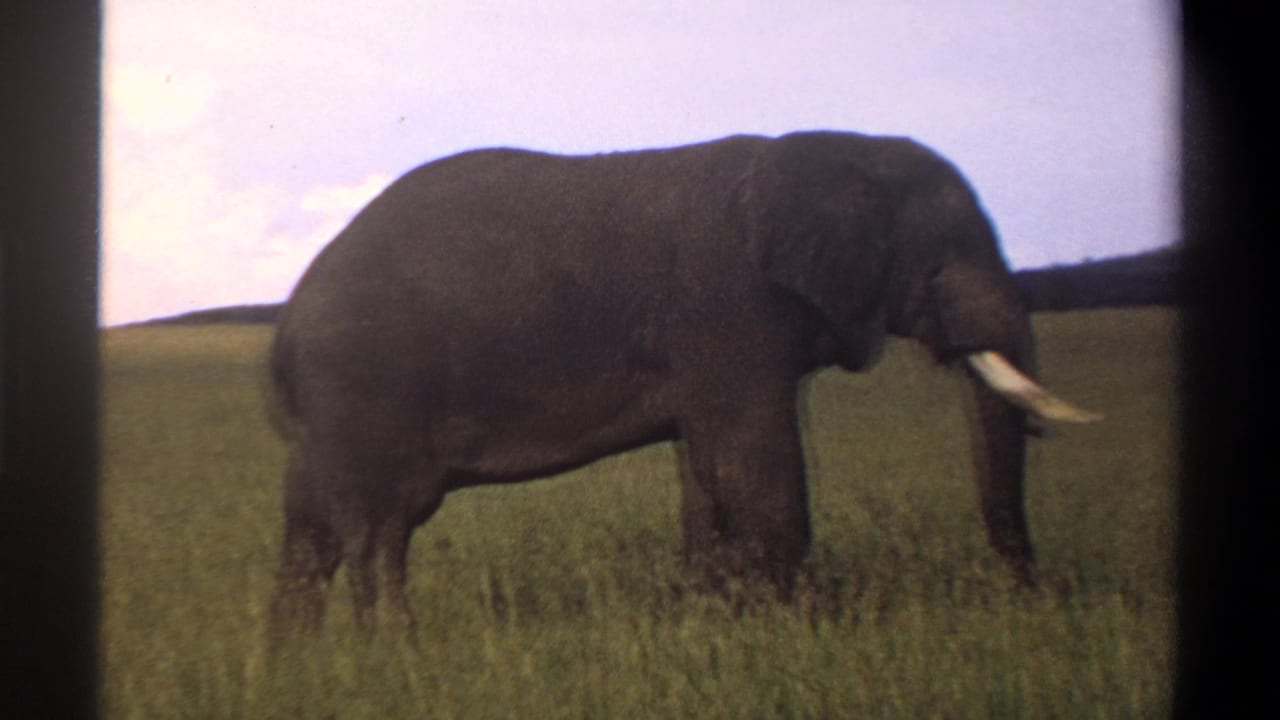Elephant in profile with white tusks, standing in grass.