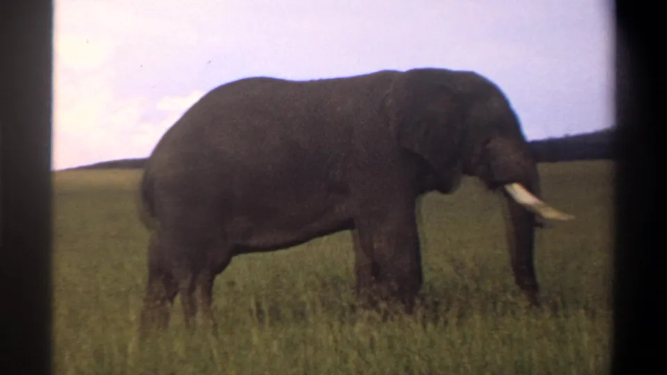 1969 Nigeria 8mm frame showing the elephant in profile, its white tusks visible against grass and sky.
