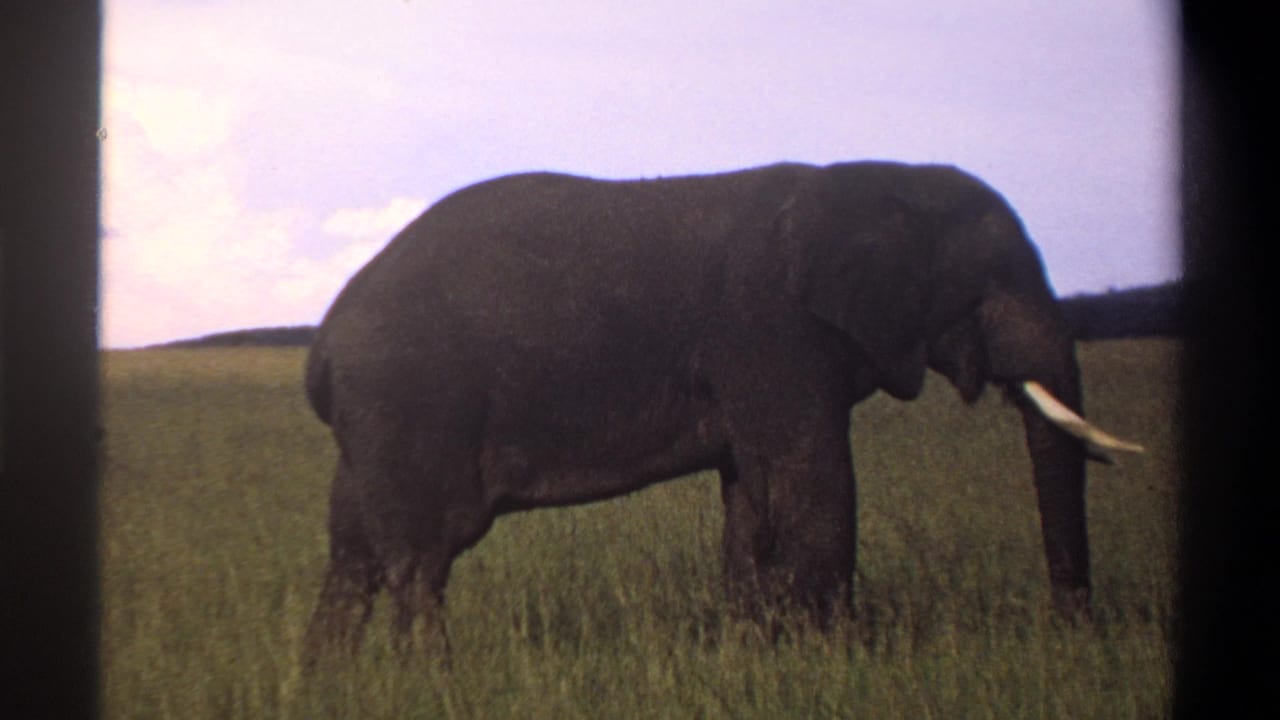 1969 Nigeria 8mm frame with a closer side view of the tusked elephant standing calmly in green grass.