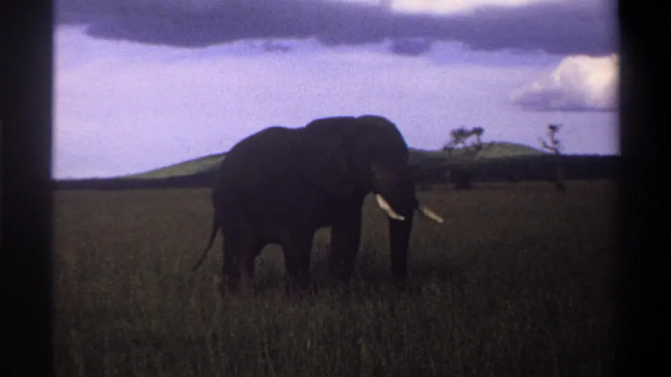 1969 Nigeria 8mm frame with a darker, wider view of the elephant in grassland below a clouded sky.