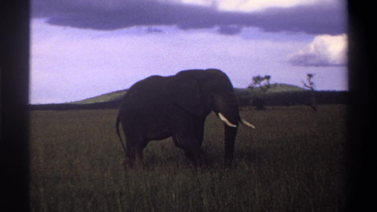 1969 8mm frame from Nigeria showing a tusked elephant in tall grass with low hills and clouds behind it.