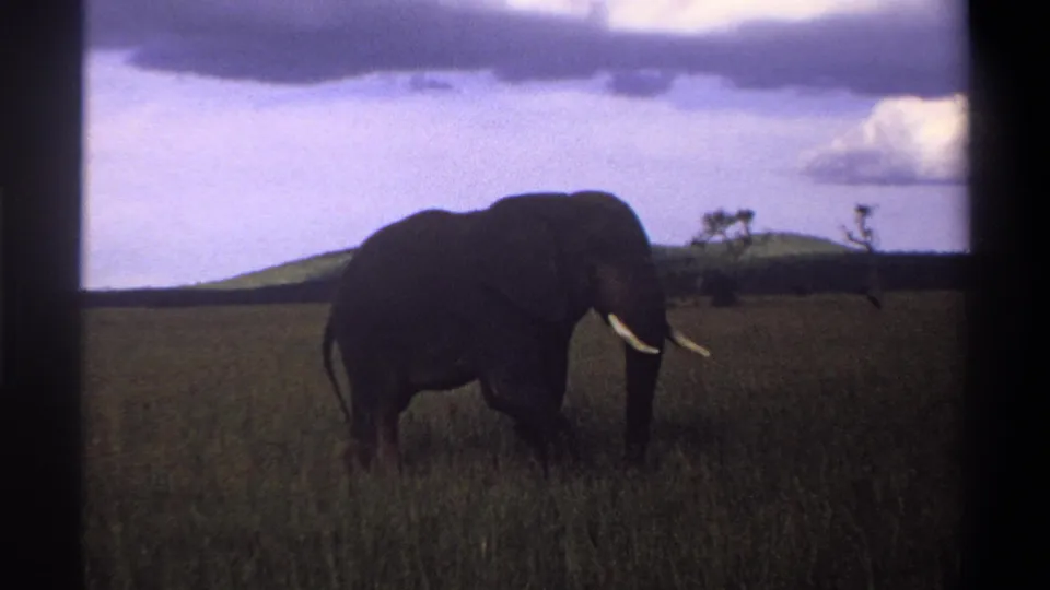 1969 8mm frame from Nigeria showing a tusked elephant in tall grass with low hills and clouds behind it.