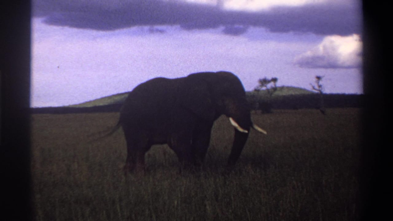 1969 8mm Nigeria footage frame showing an elephant in profile against grassland, hills, sparse trees, and a cloudy sky.