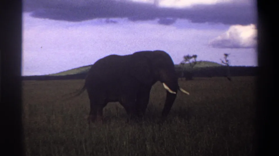 1969 8mm Nigeria footage frame showing an elephant in profile against grassland, hills, sparse trees, and a cloudy sky.