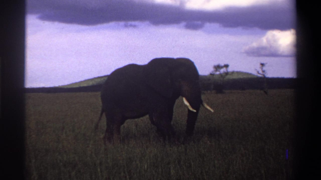 1969 8mm frame from Nigeria with a dark elephant partly silhouetted in grass below a purple cloudy sky.