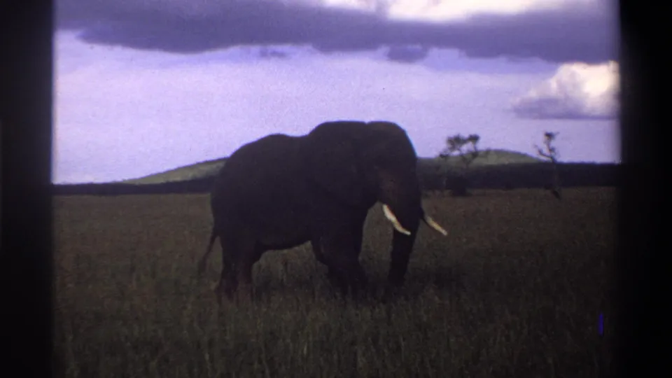 1969 8mm frame from Nigeria with a dark elephant partly silhouetted in grass below a purple cloudy sky.
