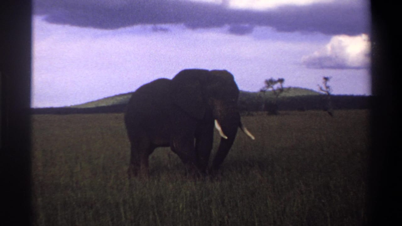 1969 8mm Nigeria frame showing a tusked elephant crossing open grassland, framed by black film borders.