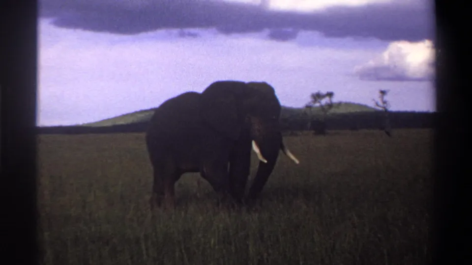 1969 8mm Nigeria frame showing a tusked elephant crossing open grassland, framed by black film borders.
