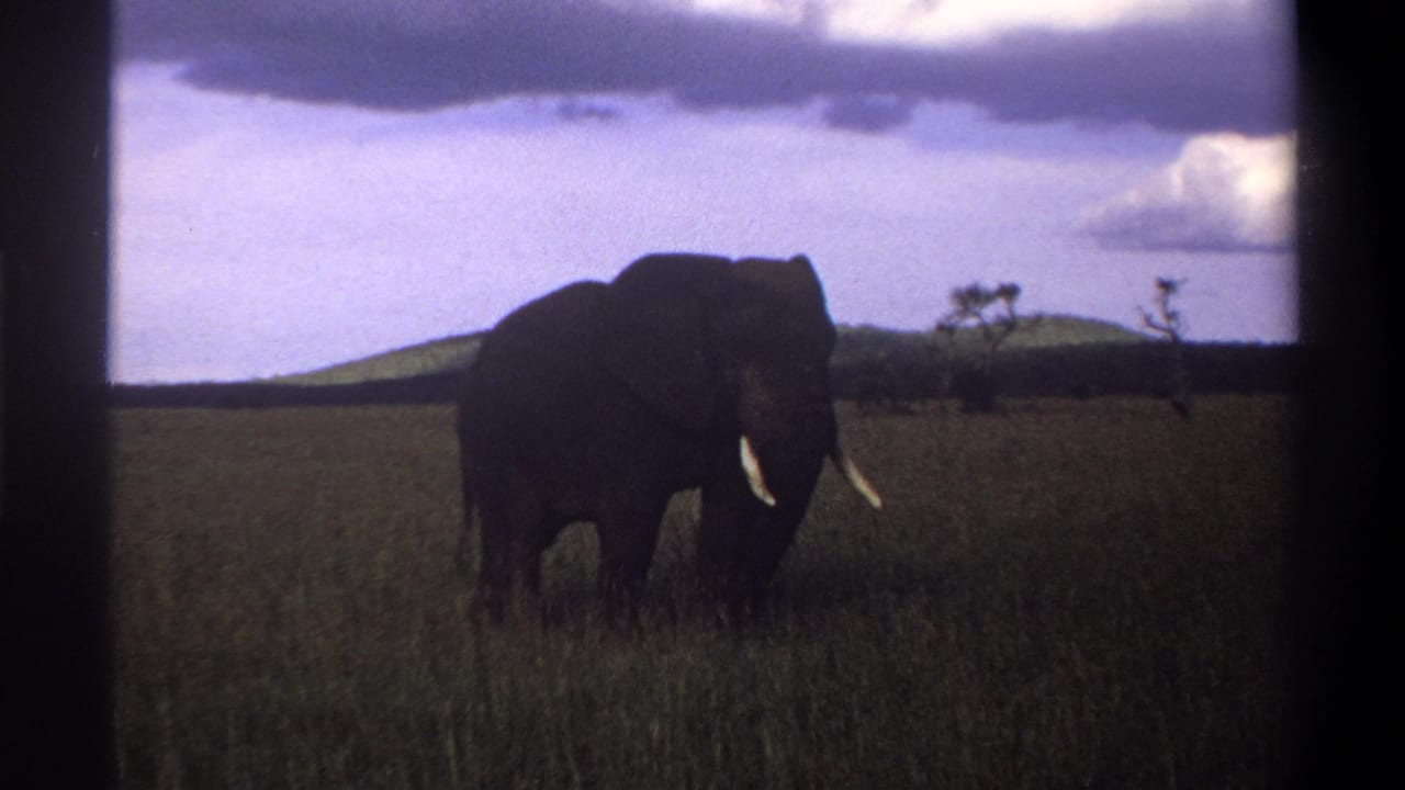 1969 Lagos, Nigeria home-movie frame showing a tusked elephant in tall grass with low hills and clouds behind it.