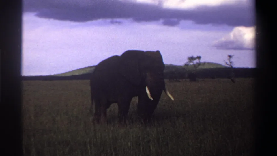 1969 Lagos, Nigeria home-movie frame showing a tusked elephant in tall grass with low hills and clouds behind it.
