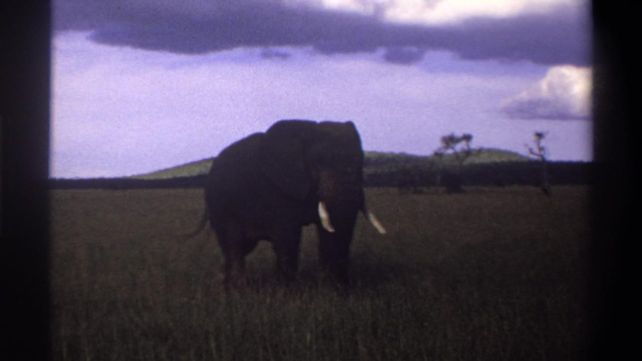 Elephant in grassland with tusks visible and distant trees on the horizon.