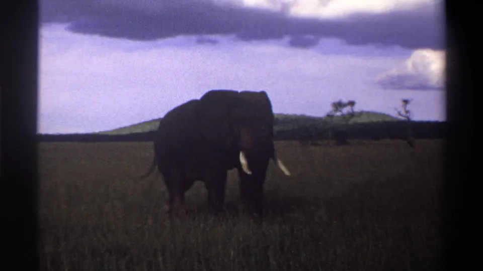 1969 Lagos, Nigeria frame of an elephant standing in open grassland, with tusks, distant hills, and sparse trees visible.