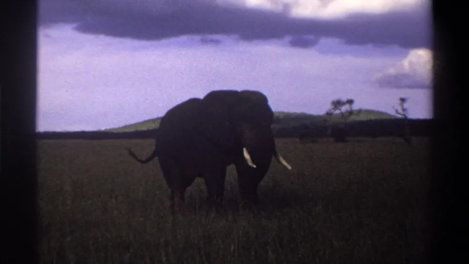 1969 Lagos, Nigeria home-movie frame showing the elephant closer to center, tail visible, in tall grass under a cloudy sky.