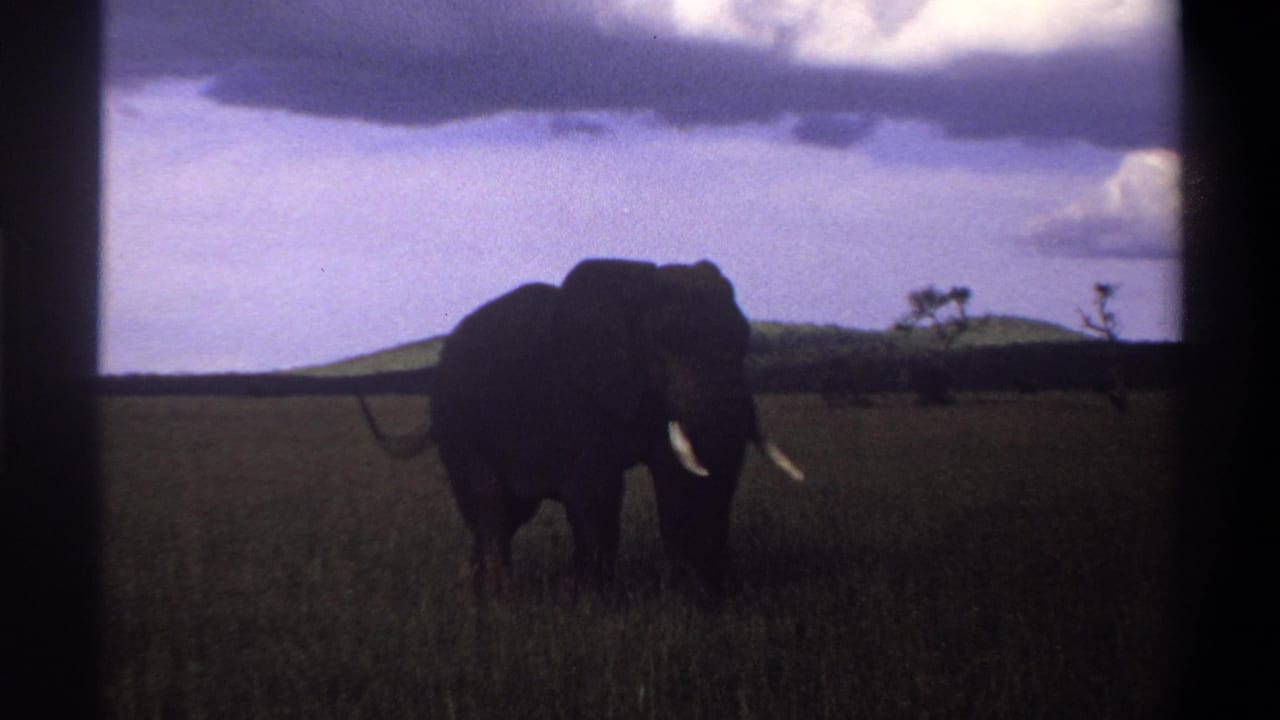 1969 Lagos, Nigeria frame of a tusked elephant standing in grass, tail lifted slightly, with hills and trees in the distance.