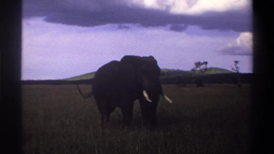 1969 Lagos, Nigeria frame of a tusked elephant standing in grass, tail lifted slightly, with hills and trees in the distance.