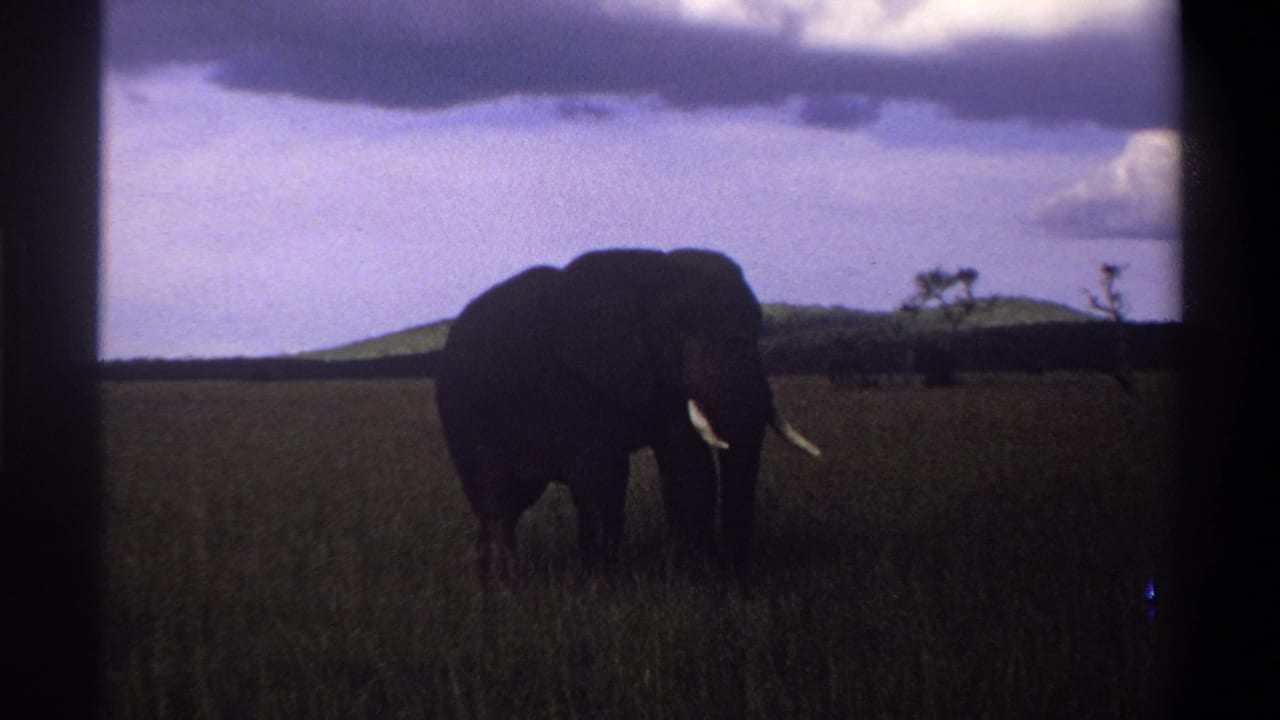 1969 8mm footage from Nigeria shows an adult tusked elephant in dark shadow crossing tall grass with clouds above.