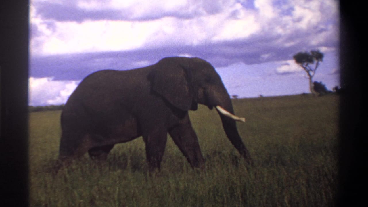 A tusked adult elephant walks across grassland in supported 1969 Nigeria footage, framed by distant trees and cloud cover.