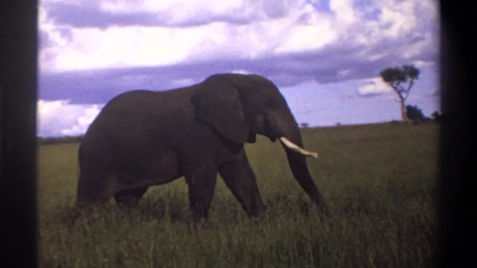 A tusked adult elephant walks across grassland in supported 1969 Nigeria footage, framed by distant trees and cloud cover.