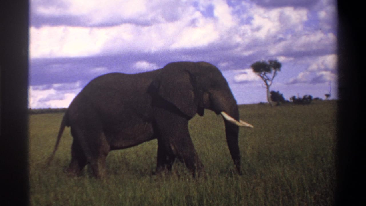 The adult elephant appears in profile in the 1969 Nigeria home-movie footage, moving through grass beneath a bright cloud bank.