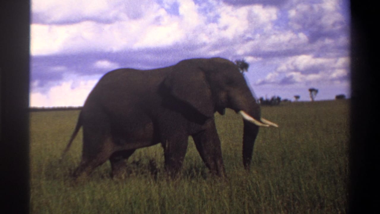 The elephant continues across the grassland in archival 8mm footage from Nigeria, with tusks, tall grass, and a clouded horizon visible.