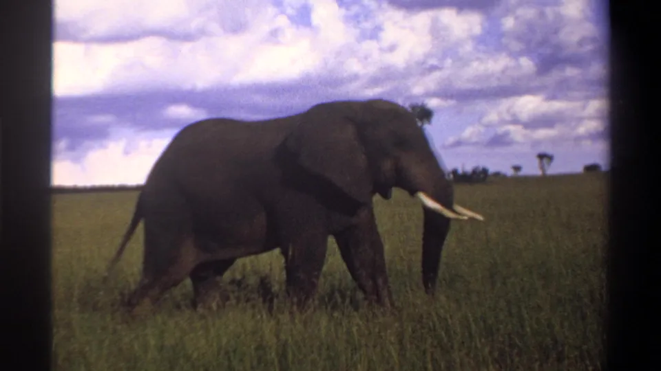The elephant continues across the grassland in archival 8mm footage from Nigeria, with tusks, tall grass, and a clouded horizon visible.