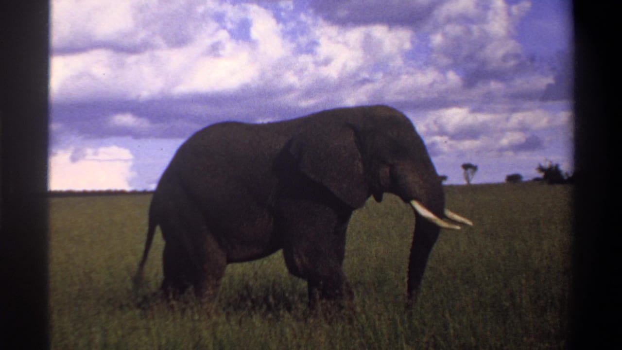 A tusked elephant stands in open grassland in archival 1969 Nigeria 8mm footage, with clouds and distant trees behind it.