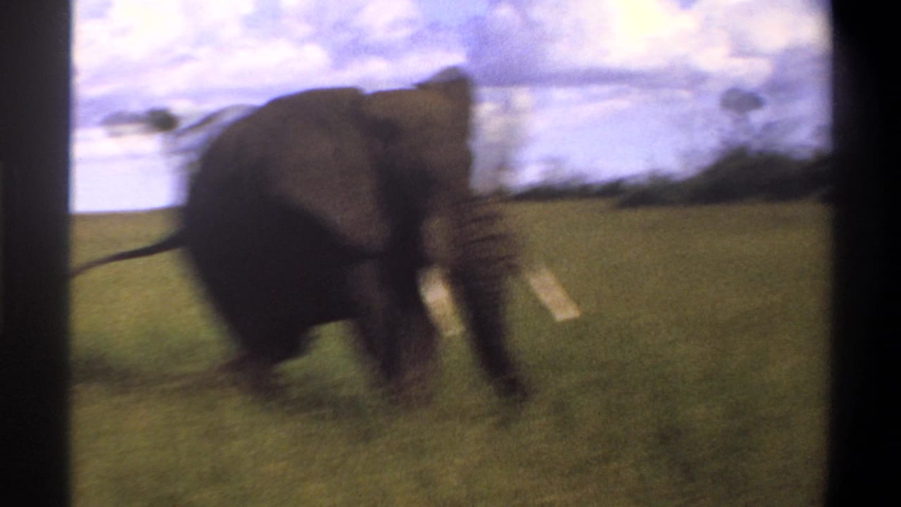 The elephant moves through open grassland, blurred by motion and handheld 8mm filming in the supplied 1969 Nigeria clip.
