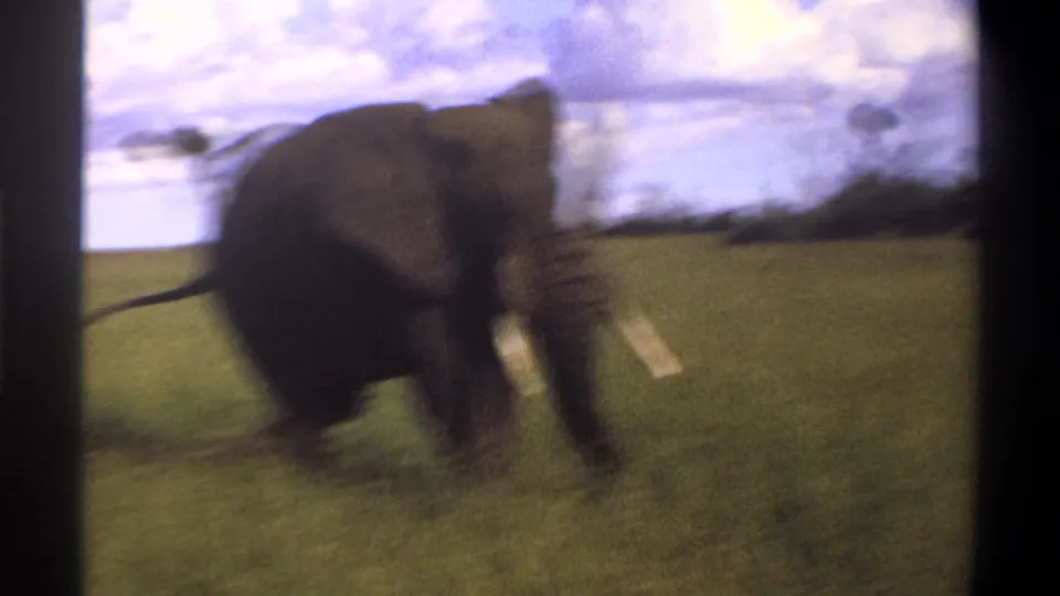 The elephant moves through open grassland, blurred by motion and handheld 8mm filming in the supplied 1969 Nigeria clip.