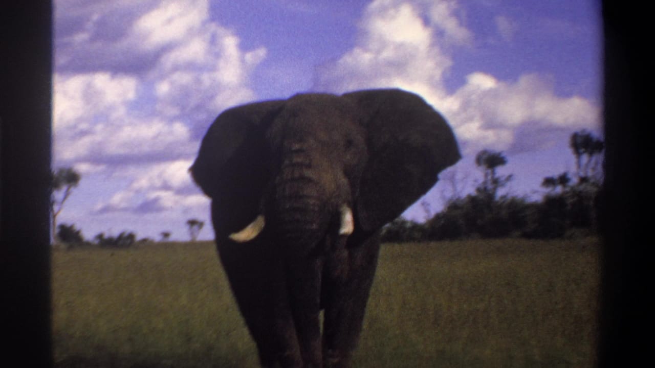 A tusked elephant faces toward the camera in open grassland, framed by soft 8mm color and a cloudy sky.