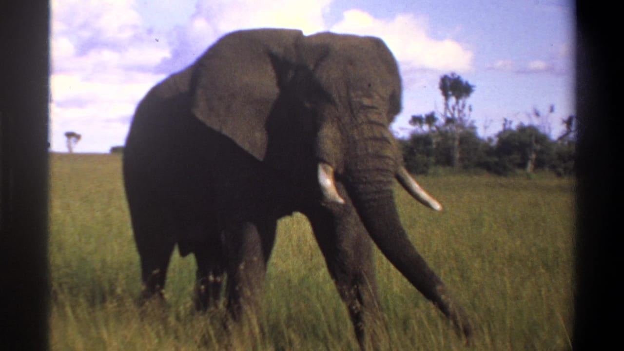 A closer handheld view shows the tusked elephant moving through tall grass in the archival Nigeria wildlife footage.