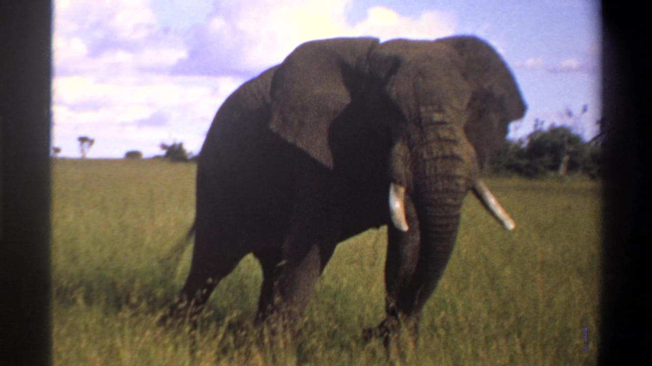 1969 Lagos, Nigeria 8mm frame showing a tusked elephant facing forward in sunlit grass with clouds behind it.
