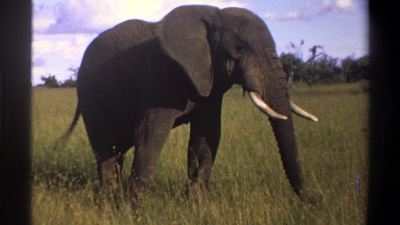 1969 Lagos, Nigeria 8mm frame showing a tusked elephant in profile, standing in tall grass beneath a partly cloudy sky.