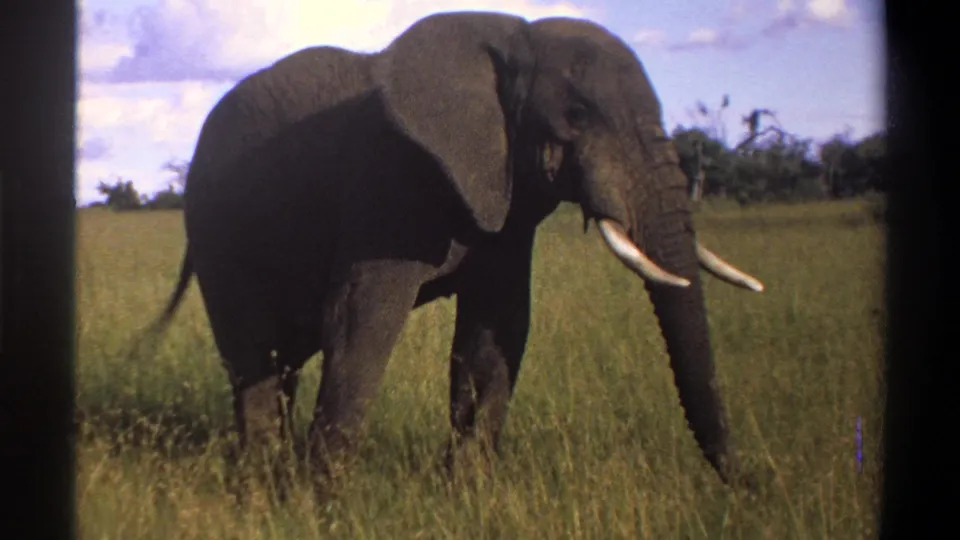 1969 Lagos, Nigeria 8mm frame showing a tusked elephant in profile, standing in tall grass beneath a partly cloudy sky.