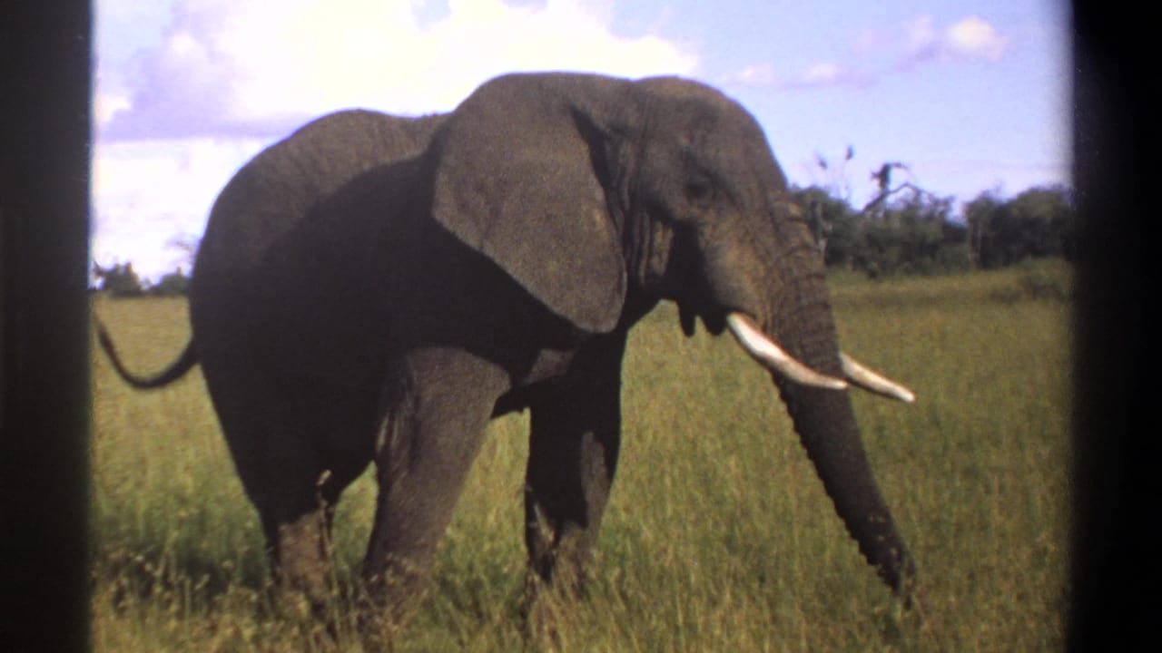 1969 Lagos, Nigeria 8mm frame showing an elephant moving through grass, with its tail, ear, trunk, and tusks visible.