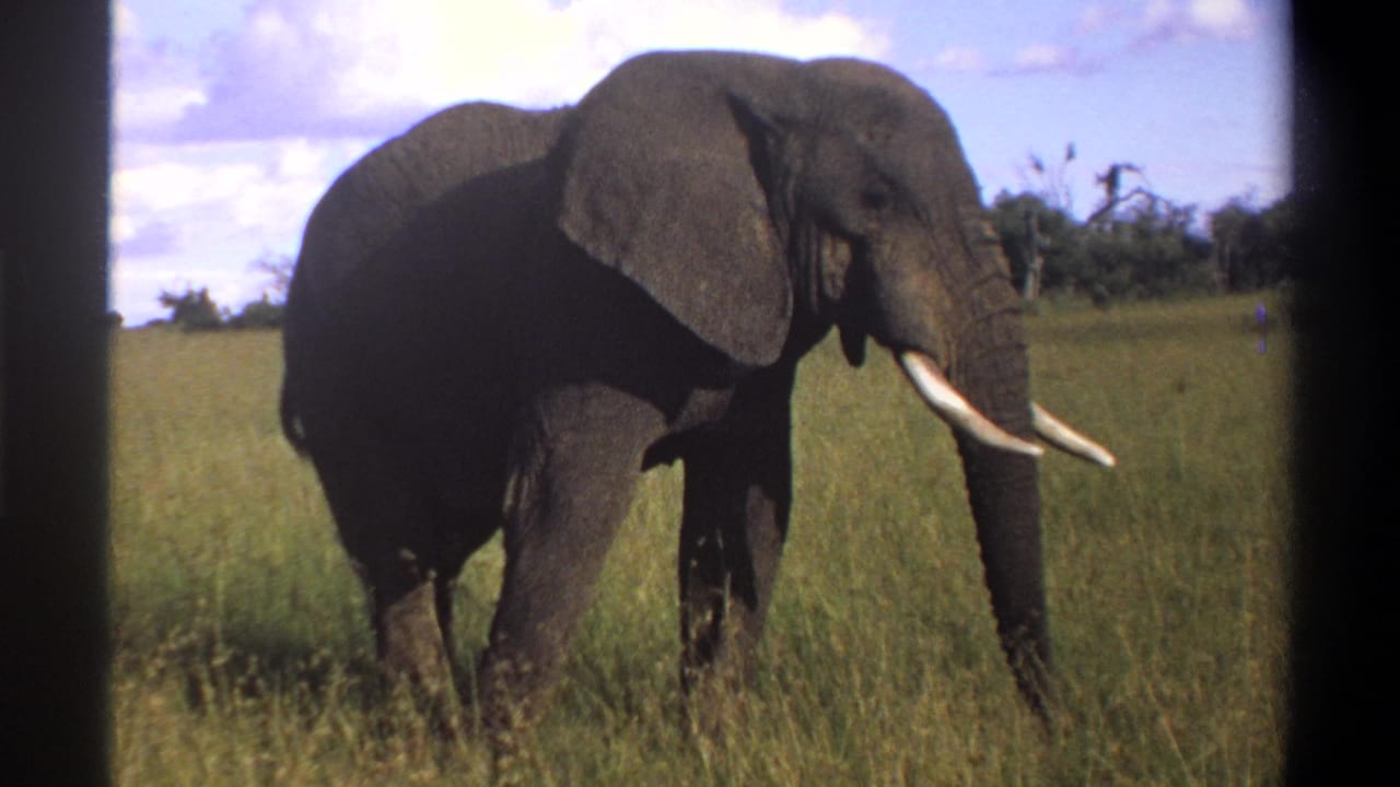 1969 Lagos, Nigeria 8mm frame showing a side view of a tusked elephant in tall grass with shrubs and clouds in the background.