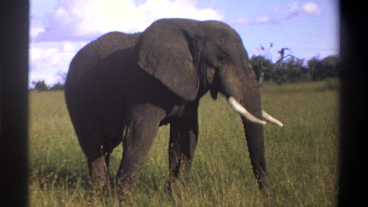 1969 Lagos, Nigeria home-movie frame showing a tusked elephant in tall grass with trees and sky behind it.